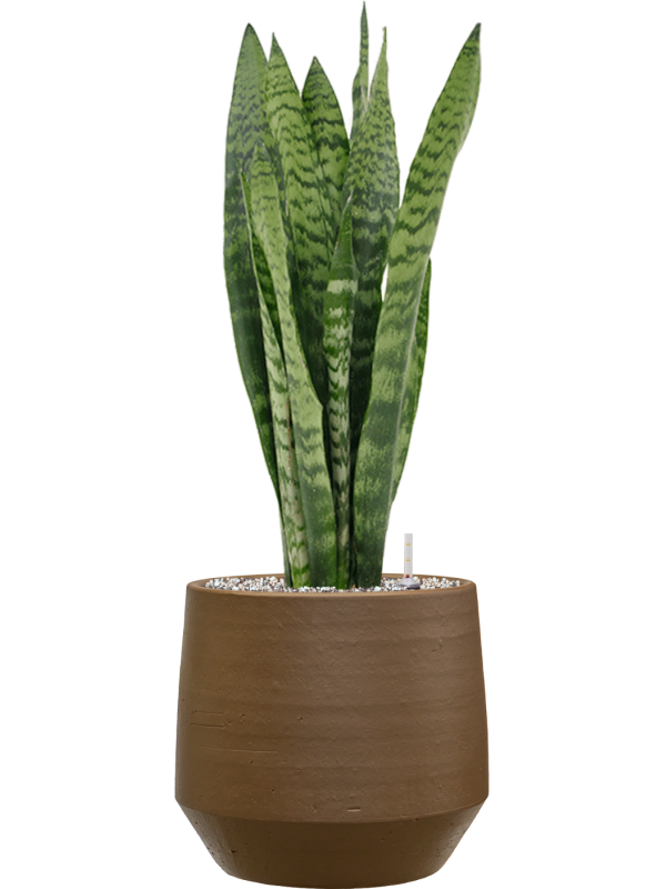Sansevieria zeylanica en Chakka, Gina Da