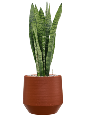 Sansevieria zeylanica en Chakka
