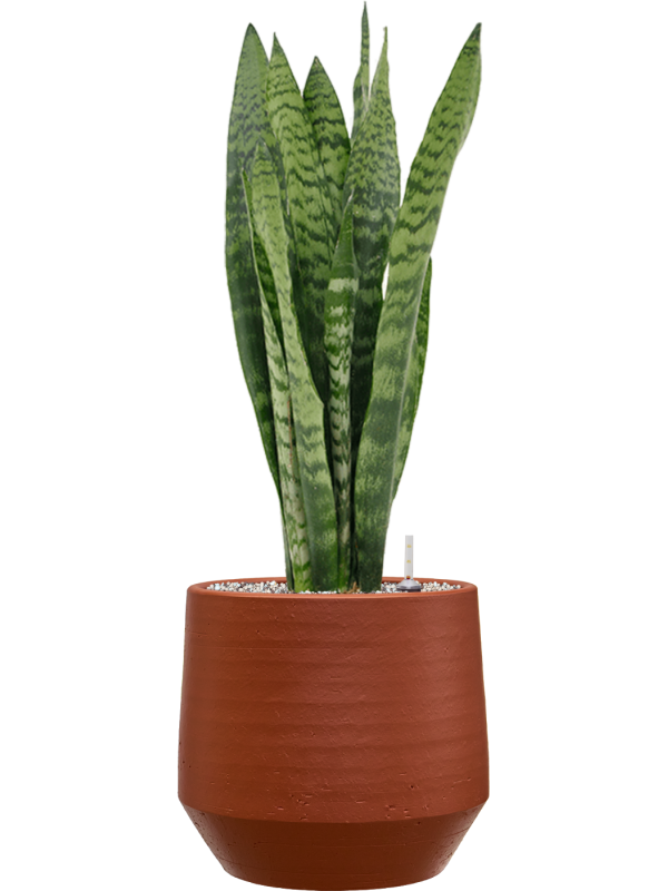 Sansevieria zeylanica en Chakka, Gina Da