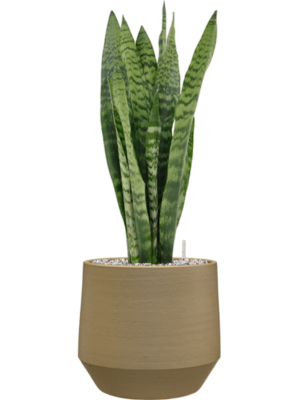 Sansevieria zeylanica en Chakka