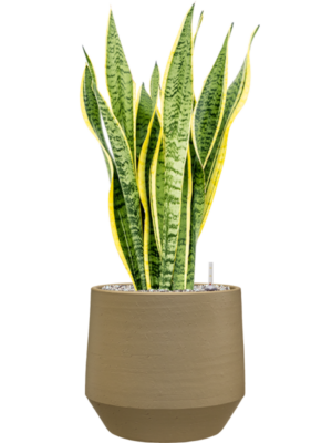 Sansevieria trifasciata 'Laurentii' en Chakka