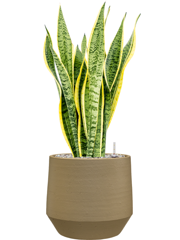 Sansevieria trifasciata ‘Laurentii’ en Chakka, Gina Da