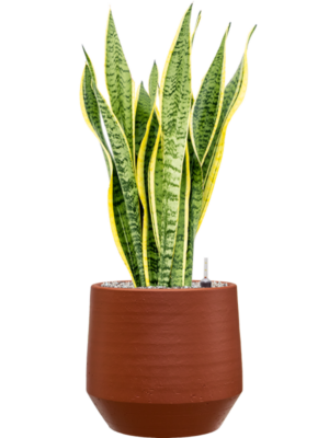 Sansevieria trifasciata 'Laurentii' en Chakka