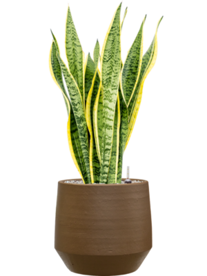Sansevieria trifasciata 'Laurentii' en Chakka