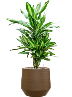 Dracaena fragrans 'Silindo' en Chakka
