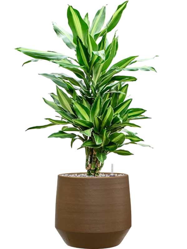 Dracaena fragrans ‘Silindo’ en Chakka, Gina Da
