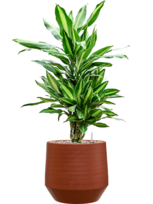 Dracaena fragrans 'Silindo' en Chakka