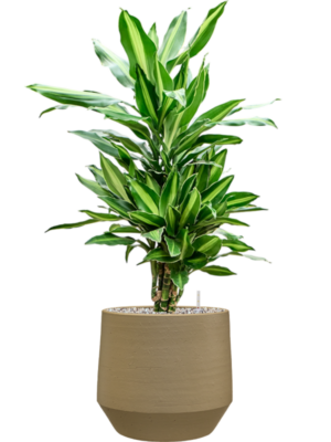 Dracaena fragrans 'Silindo' en Chakka