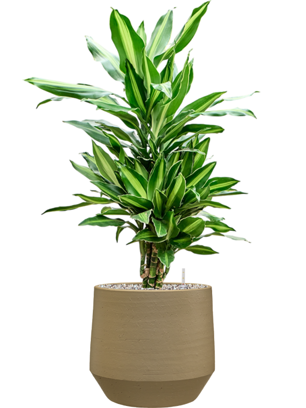 Dracaena fragrans ‘Silindo’ en Chakka, Gina Da