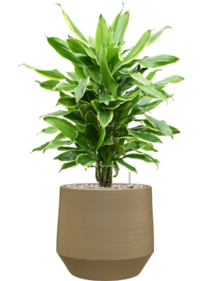 Dracaena fragrans 'Golden Coast' en Chakka