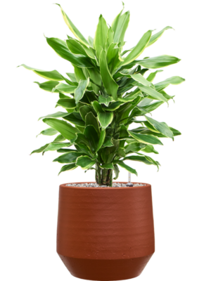 Dracaena fragrans 'Golden Coast' en Chakka