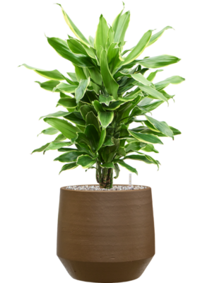 Dracaena fragrans 'Golden Coast' en Chakka
