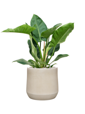 Philodendron 'Imperial Green' en Antwerp