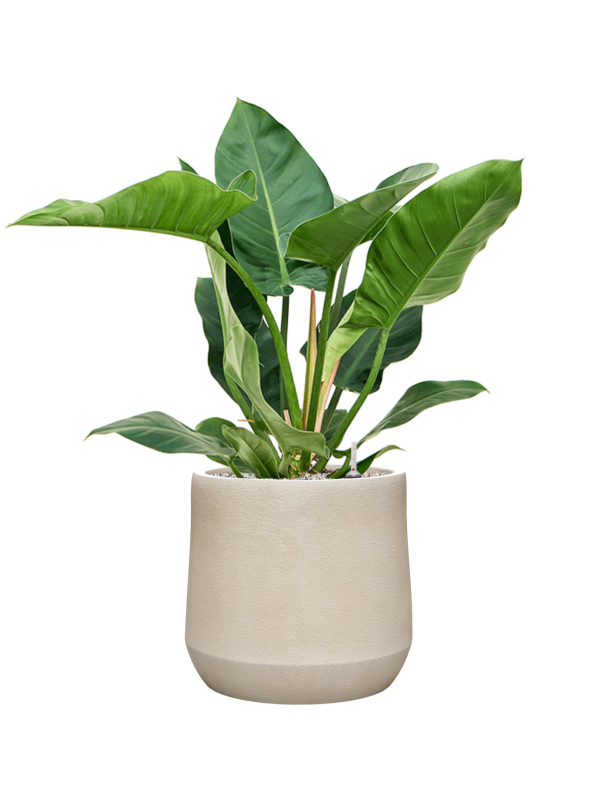 Philodendron ‘Imperial Green’ en Antwerp, Private label