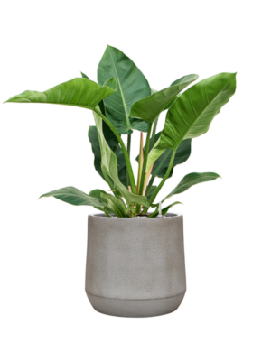 Philodendron 'Imperial Green' en Antwerp