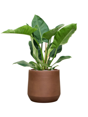 Philodendron 'Imperial Green' en Antwerp
