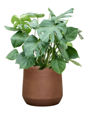 Monstera deliciosa en Antwerp
