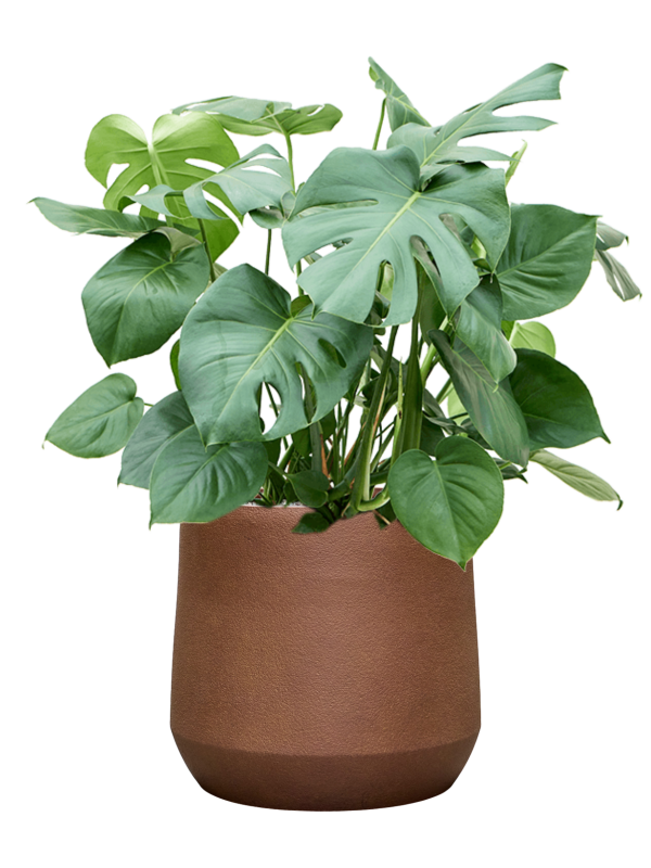 Monstera deliciosa en Antwerp, Private label