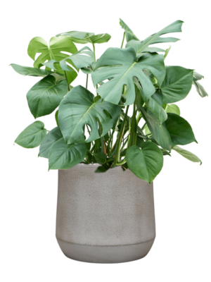 Monstera deliciosa en Antwerp