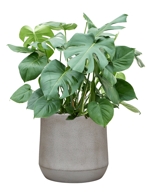 Monstera deliciosa en Antwerp, Private label