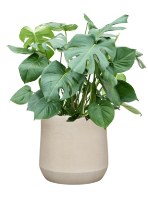 Monstera deliciosa en Antwerp