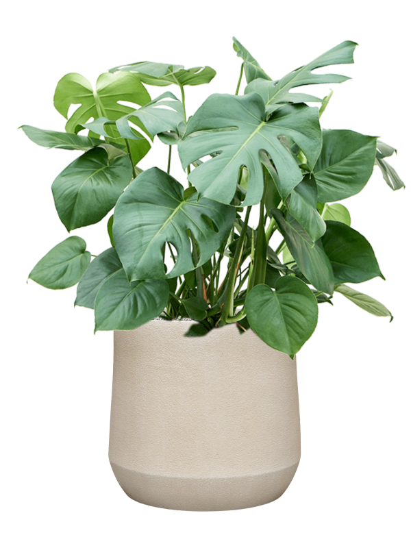 Monstera deliciosa en Antwerp, Private label