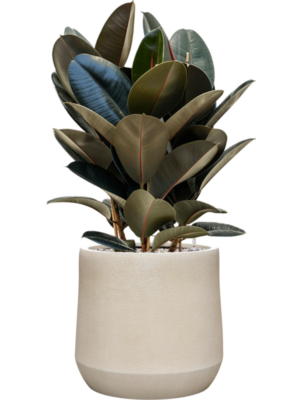 Ficus elastica 'Abidjan' en Antwerp