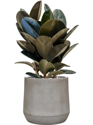 Ficus elastica 'Abidjan' en Antwerp