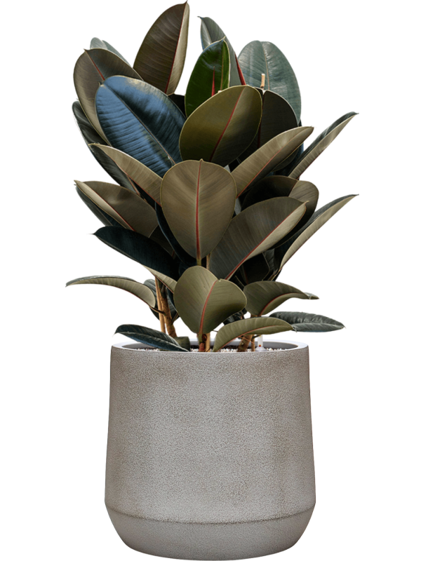 Ficus elastica ‘Abidjan’ en Antwerp, Private label