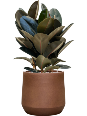 Ficus elastica 'Abidjan' en Antwerp