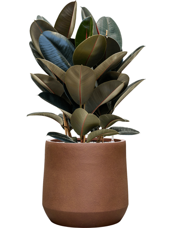Ficus elastica ‘Abidjan’ en Antwerp, Private label