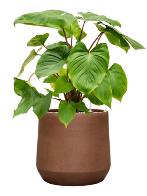 Homalomena rubescens 'Maggy en Antwerp