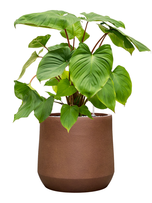 Homalomena rubescens ‘Maggy en Antwerp, Private label