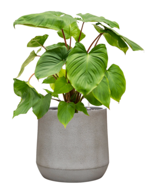 Homalomena rubescens 'Maggy en Antwerp