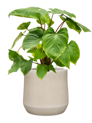 Homalomena rubescens 'Maggy en Antwerp