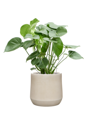 Monstera deliciosa en Antwerp