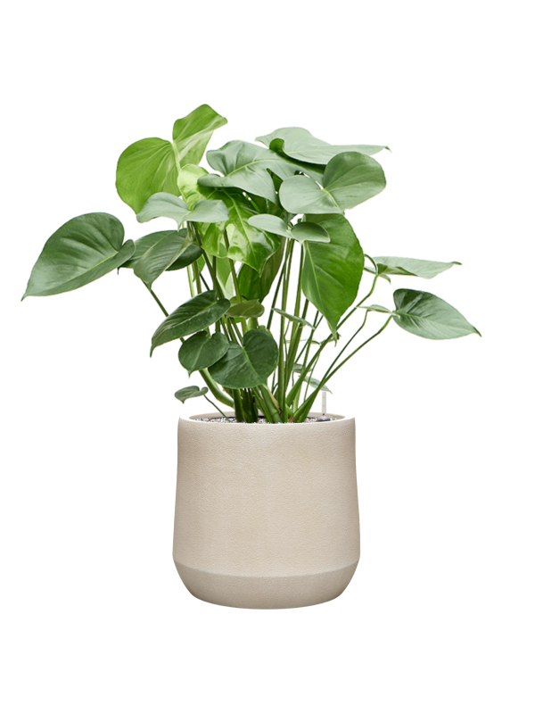 Monstera deliciosa en Antwerp, Private label
