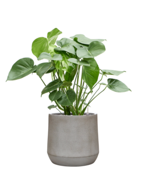 Monstera deliciosa en Antwerp