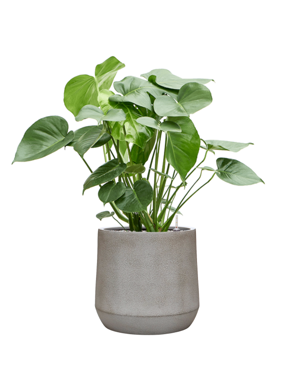 Monstera deliciosa en Antwerp, Private label