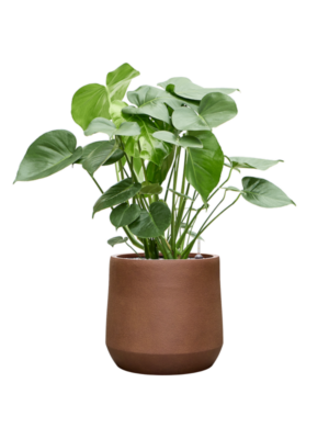 Monstera deliciosa en Antwerp