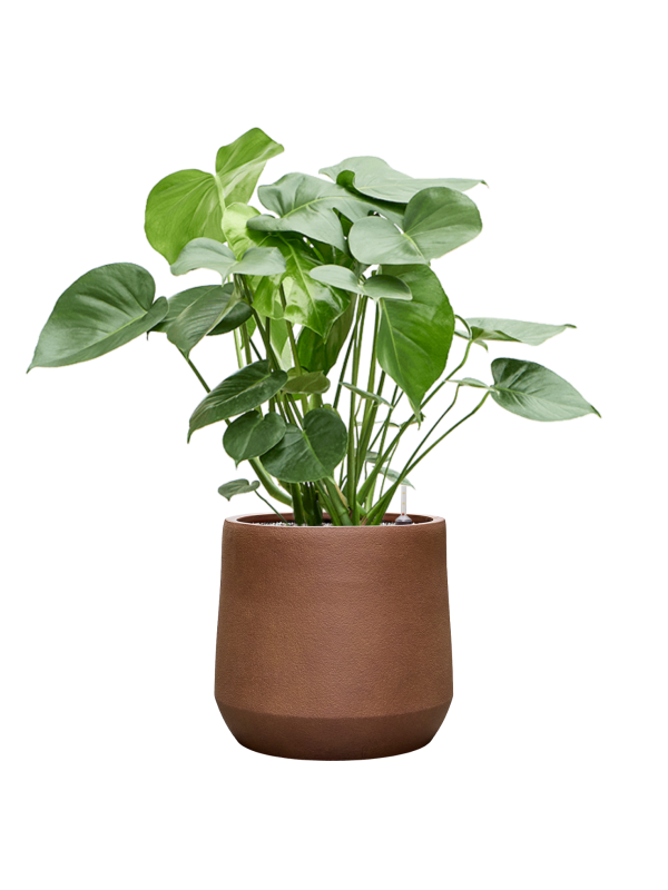Monstera deliciosa en Antwerp, Private label