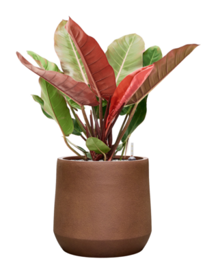Philodendron 'Prince of Orange' en Antwerp