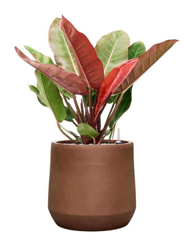 Philodendron ‘Prince of Orange’ en Antwerp, Private label