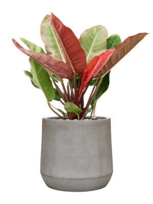 Philodendron 'Prince of Orange' en Antwerp
