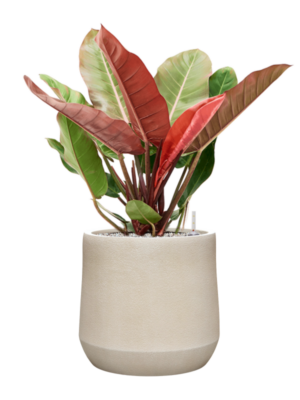 Philodendron 'Prince of Orange' en Antwerp