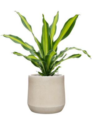 Dracaena fragrans 'Burley' en Antwerp