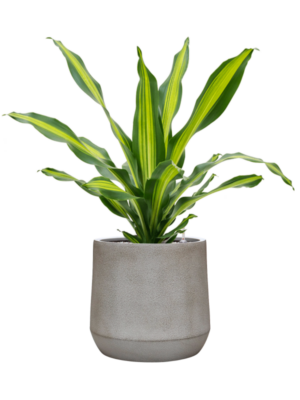 Dracaena fragrans 'Burley' en Antwerp