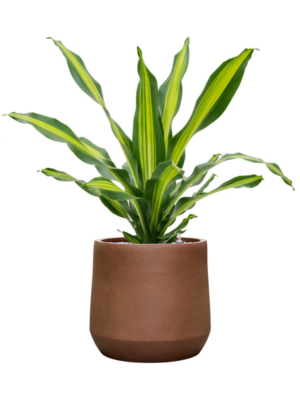 Dracaena fragrans 'Burley' en Antwerp