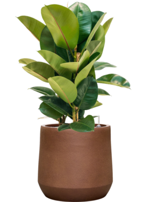 Ficus elastica 'Robusta' en Antwerp