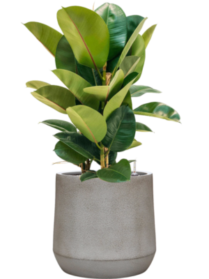 Ficus elastica 'Robusta' en Antwerp